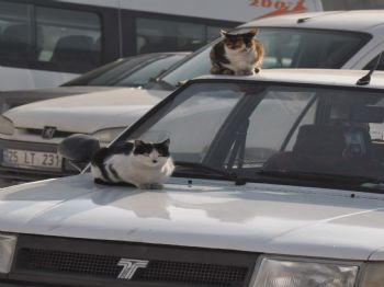 Erzurum'da 475 Köy Yolu Ulaşıma Kapandı