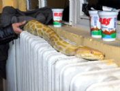 Pitonu kalorifer peteğinde ısıttılar