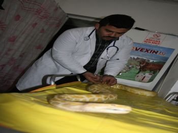 'üşüyen Piton' Veterinerde