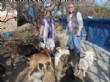 (özel Haber) Hayatlarını Sokak Hayvanlarına Adayan Çift 50 Köpek ve 30 Kediye Bakıyor