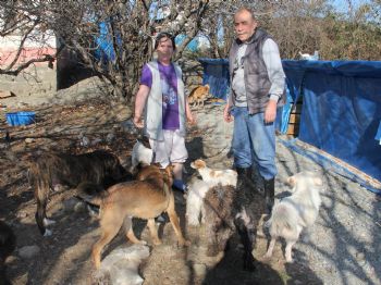 (özel Haber) Hayatlarını Sokak Hayvanlarına Adayan Çift 50 Köpek ve 30 Kediye Bakıyor