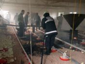 Tavuk Çiftliğinde Yangın