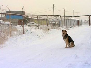 Rusya’da Ölen Arkadaşını Eksi 50 Derecede Terk Etmeyen Köpek Kahraman Oldu