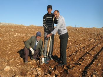 BAYRAM ALTUN - Serada Organik Antepfıstığı Fidanı Yetiştiriyor