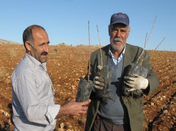 BAYRAM ALTUN - Serada Organik Antepfıstığı Yetiştiriciliği