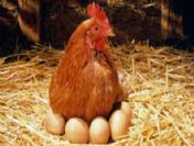 Peki tavuklar ne diyor ?