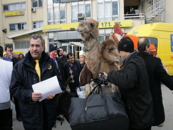 GENÇ OSMAN - Tayin Edildiği Çanakkale'ye Gitmek İçin Eşek ve Deveyle Yola Çıktı