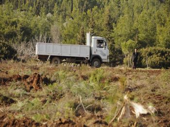 MUSTAFA ESEN - Kuşadası’nda Ağaç Katliamı