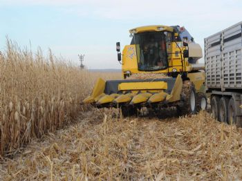 Mardin'de Tarım Çiftçileri Zarar Etti