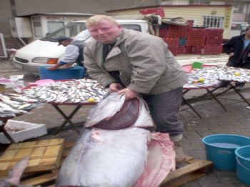 OKTAY KAYA - Şuhut'ta 150 Kilogramlık Orkinos İlgi Gördü