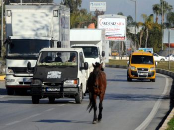 Trafikteki Sahipsiz At Sürücülere Zor Anlar Yaşattı