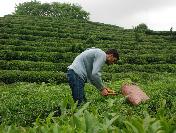 Rize Ticaret Borsası Yönetim Kurulu Başkanı Mehmet Erdoğan