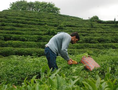 Rize Ticaret Borsası Yönetim Kurulu Başkanı Mehmet Erdoğan