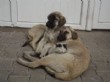 Kedi ve Köpeğin Şaşırtan Dostluğu