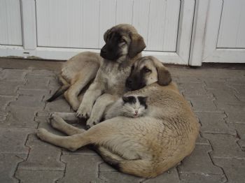 Kedi ve Köpeğin Şaşırtan Dostluğu