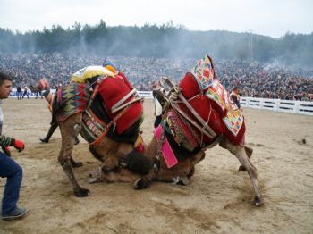 HÜSEYIN VEFA ÜLGÜR - Deve Güreşlerinde 30. Onur Yılı Coşkusu