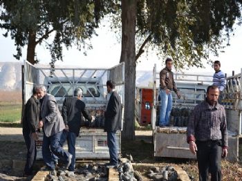 OKTAY ERDOĞAN - Birecik'te Çiftçilere Ücretsiz Meyve Fidanı Dağıtılıyor