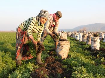 Hatay’da Havuç Hasadı Sıkıntılı Başladı