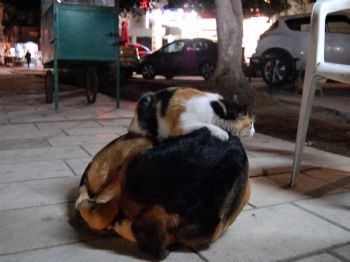 Kedi İle Köpeğin Dostluğu