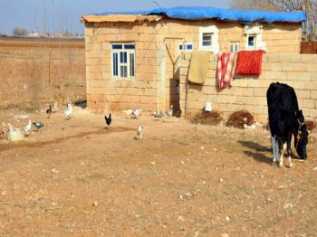 Şehirde Köy Hayatı Devam Ediyor