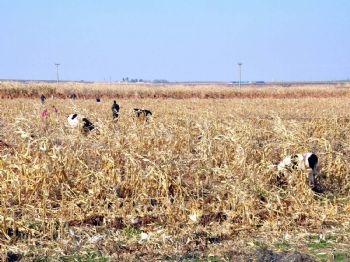 Taban Suyu Çiftçiyi Mağdur Ediyor