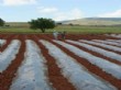 Hüyük'te Çiftçilere Organik Çilek Eğitimi Verilecek