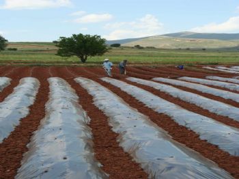 HÜYÜKLÜ - Hüyük'te Çiftçilere Organik Çilek Eğitimi Verilecek