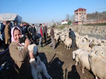 BILAL ÇELIK - Ordu'da 13 Aileye Koyun ve Koç Dağıtıldı