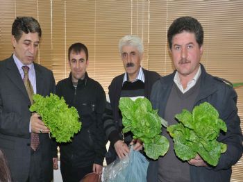 ABDÜLKADIR KARATAŞ - Sera Projesi İlk Sebzelerini Verdi