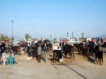 DALAMA - Aydın’da Şap Alarmı