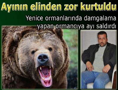 MEHMET DEMIRCI - Ayı ormancıya saldırdı