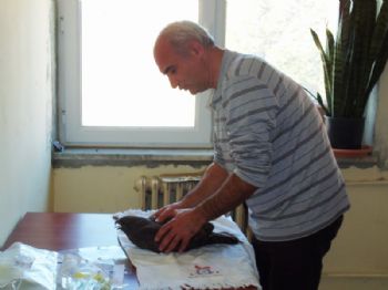 SEYRANI - Yaralı Şahine Sahip Çıktılar