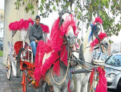 SIMAY BÜLBÜL - Yılbaşına özel fayton
