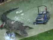 Çim biçme makinesini timsaha kaptırdı