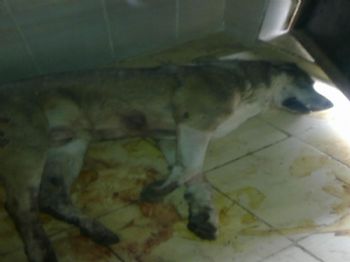 HAYVAN HAKLARı FEDERASYONU - Öldürülen Köpek İçin Haytap Üyeleri Harekete Geçti