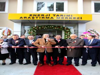 AHMET İHSAN KALKAVAN - Türkiye'nin İlk 'enerji Tarımı Araştırma Merkezi' Samsun'da Açıldı