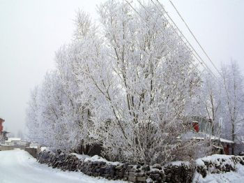 Kars'ta Kırağı Tutan Ağaçların Kartpostallık Görüntüleri