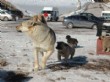 Yavru Köpekler Palandöken Kayak Merkezi'nin Neşesi Oldu