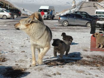 Yavru Köpekler Palandöken Kayak Merkezi'nin Neşesi Oldu