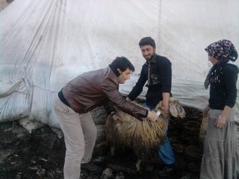 Batman'da 32 Bin 500 Büyükbaş Hayvana Şap Aşısı Yapıldı