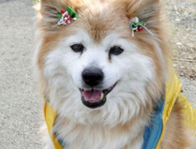 KYODO - Dünyanın en yaşlı köpeği Pusuke öldü