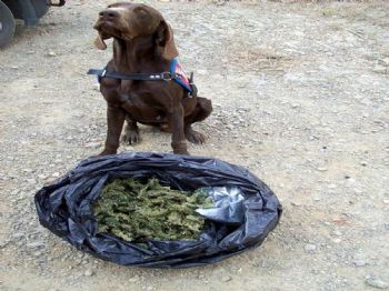 Jandarma’dan Zehir Tacirlerine Baskın