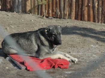 Sokak Köpeklerine Battaniyeli Koruma