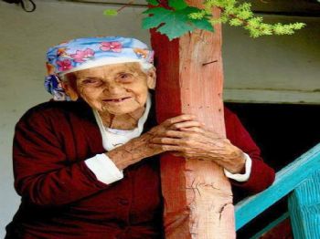 Nazilli’de Asırlık Bir Çınar Daha Devrildi