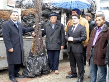 Sungurlu'da 125 Çiftçiye Fidan Dağıtıldı