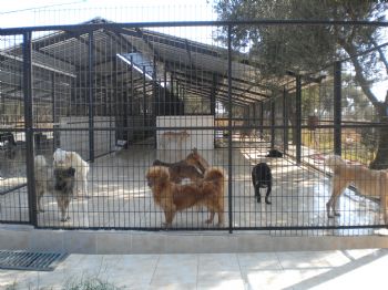 Belediye Bakımevi'nde Bin Sokak Hayvanı Kısırlaştırıldı