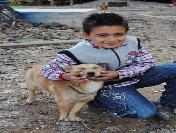 Manavgat‘ta 750 sokak kedisi ve köpeğine kuduz aşısı yapılacak