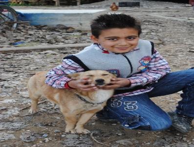 Manavgat‘ta 750 sokak kedisi ve köpeğine kuduz aşısı yapılacak