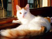 Farelerden sorumlu bakan