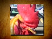 YÖK'ün erken öten horozu hukuk öğrencisine emanet